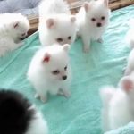 Dog Videos R Amazing!