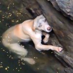 Dog Videos R Amazing!