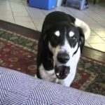 Dog Videos R Amazing!