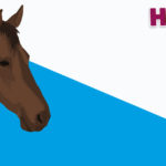 Horses R Amazing! - Horse Emotions