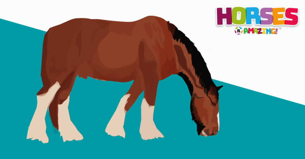 Horses R Amazing! - Shire Horse