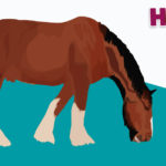 Horses R Amazing! - Shire Horse