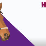 Horses R Amazing! - War Horse