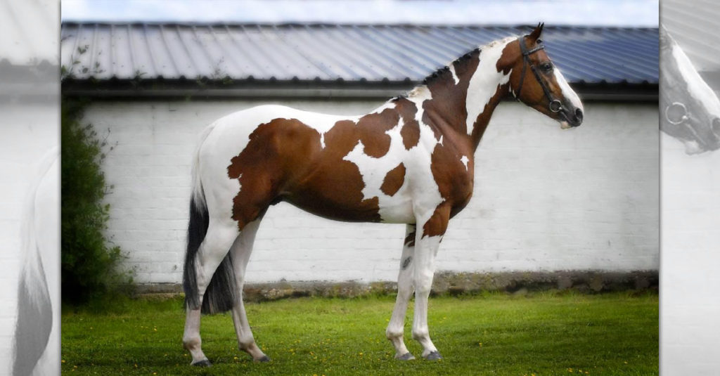 Horse Breeds R Amazing! - American-Paint