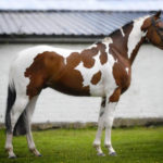 Horse Breeds R Amazing! - American-Paint