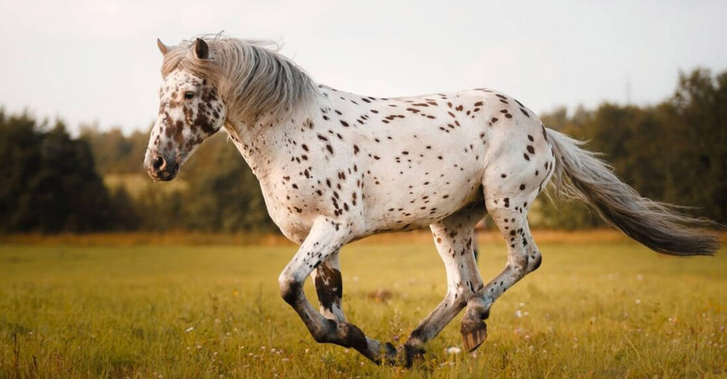 Horse Breeds R Amazing! - Appaloosa