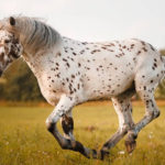 Horse Breeds R Amazing! - Appaloosa