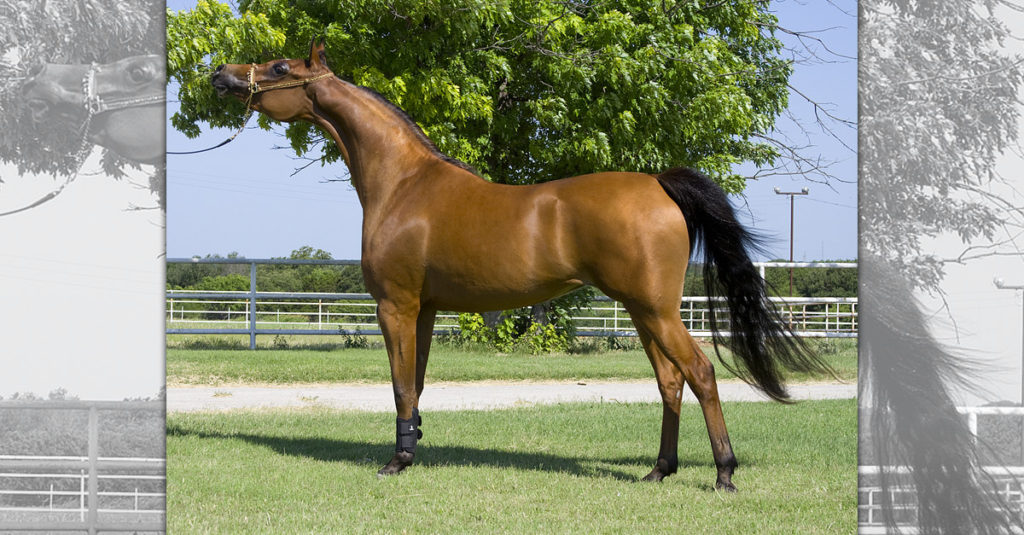 Horse Breeds R Amazing! - Arabian