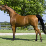 Horse Breeds R Amazing! - Arabian