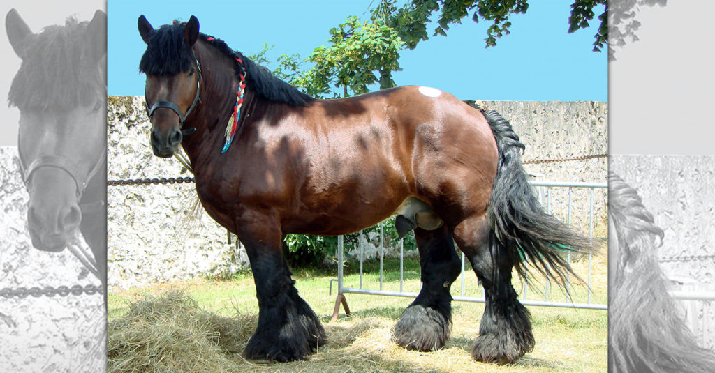 Horse Breeds R Amazing! - Ardennais