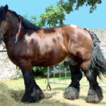Horse Breeds R Amazing! - Ardennais