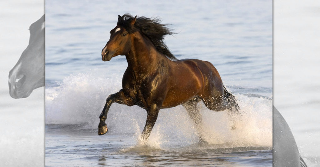 Horse Breeds R Amazing! - Azteca