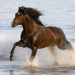 Horse Breeds R Amazing! - Azteca