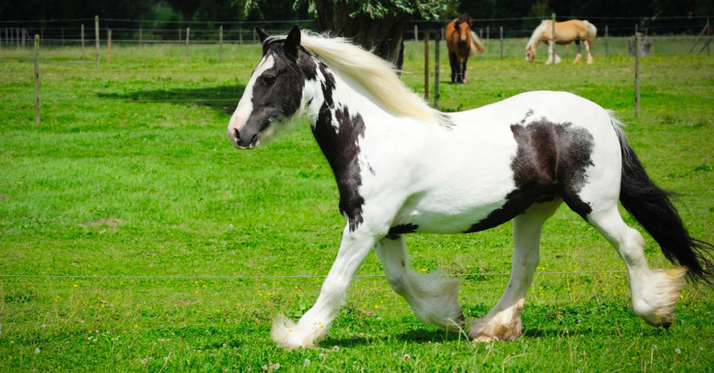 Horse Breeds R Amazing! - Cob