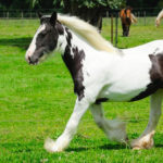 Horse Breeds R Amazing! - Cob