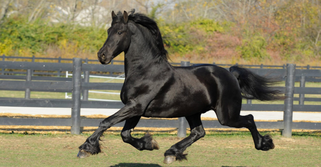 Horse Breeds R Amazing! - Friesian