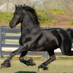 Horse Breeds R Amazing! - Friesian