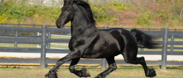 Horse Breeds R Amazing! - Friesian