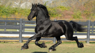 Horse Breeds R Amazing! - Friesian