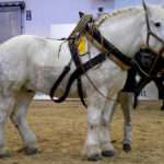Horse Breeds R Amazing! - Percheron