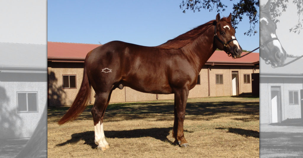 Horse Breeds R Amazing! - Quarter