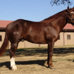 Horse Breeds R Amazing! - Quarter