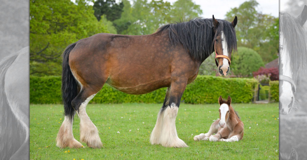 Horse Breeds R Amazing! - Shire