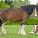 Horse Breeds R Amazing! - Shire