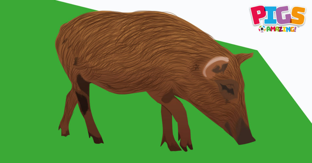 Pigs R Amazing! - Who's A Clever Hog