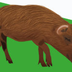 Pigs R Amazing! - Who's A Clever Hog