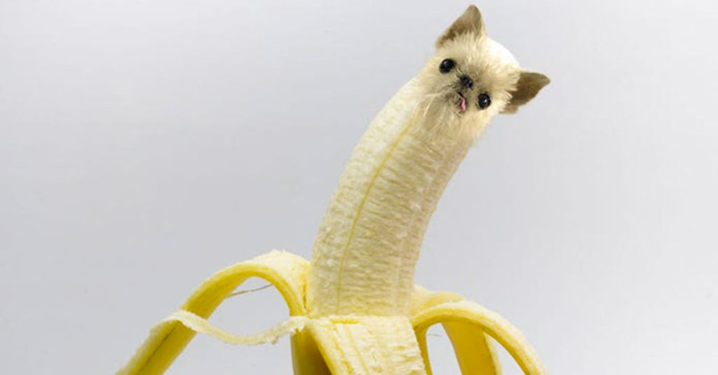 Dogs pretending to be food - Banana Dog
