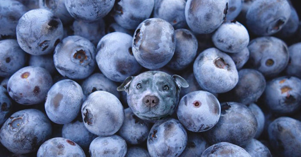 Dogs pretending to be food - Blueberry Dog