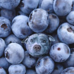 Dogs pretending to be food - Blueberry Dog