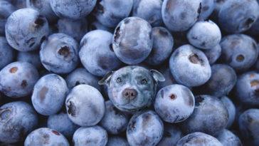 Dogs pretending to be food - Blueberry Dog