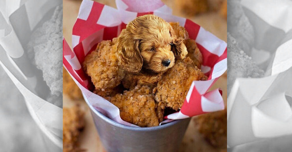 Dogs pretending to be food - Chicken Dog