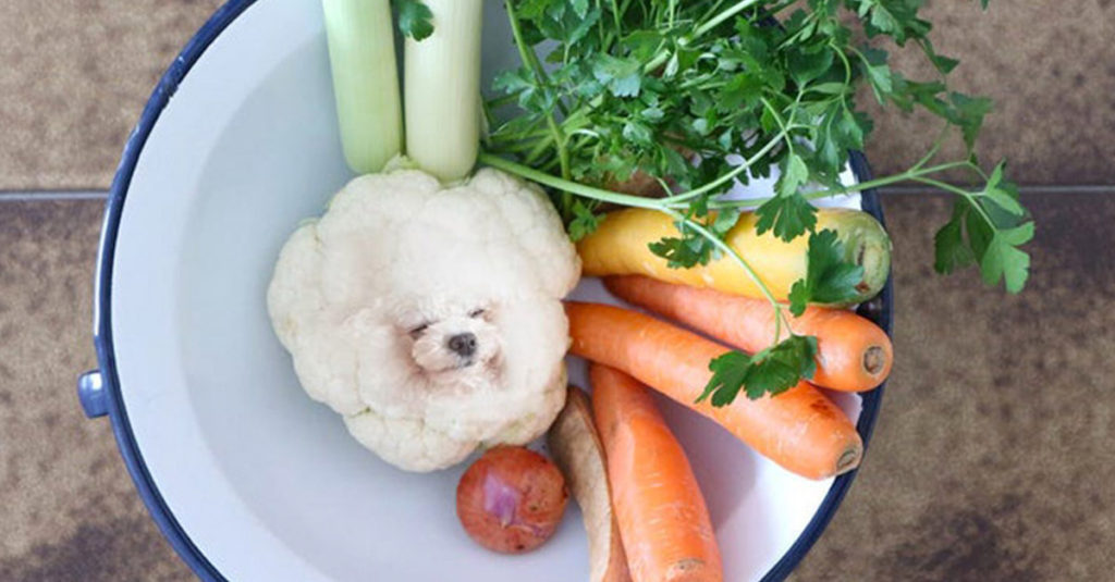 Dogs pretending to be food - Cauliflower Dog