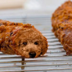 Dogs pretending to be food - Chicken Dog