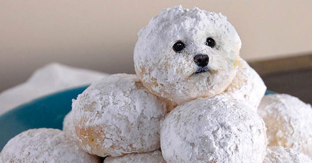 Dogs pretending to be food - Doughnut Dog