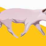 Pigs R Amazing! - Clean Pigs