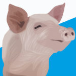 Pigs R Amazing! - Super Pigs