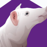 Pigs R Amazing! - Loving Pigs