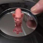 Pig Optical Illusions