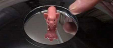 Pig Optical Illusions