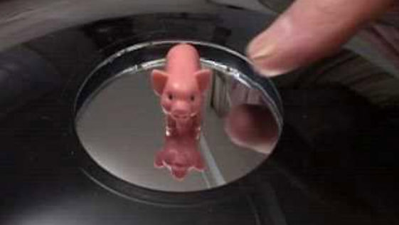Pig Optical Illusions