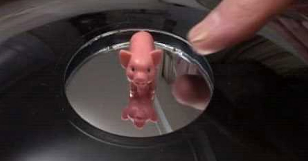 Pig Optical Illusions