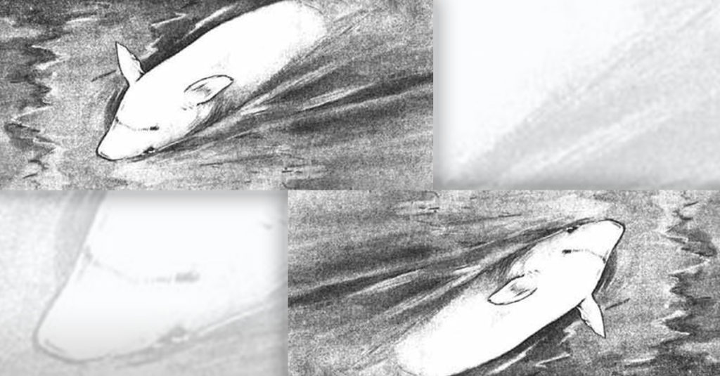 Pig Optical Illusions