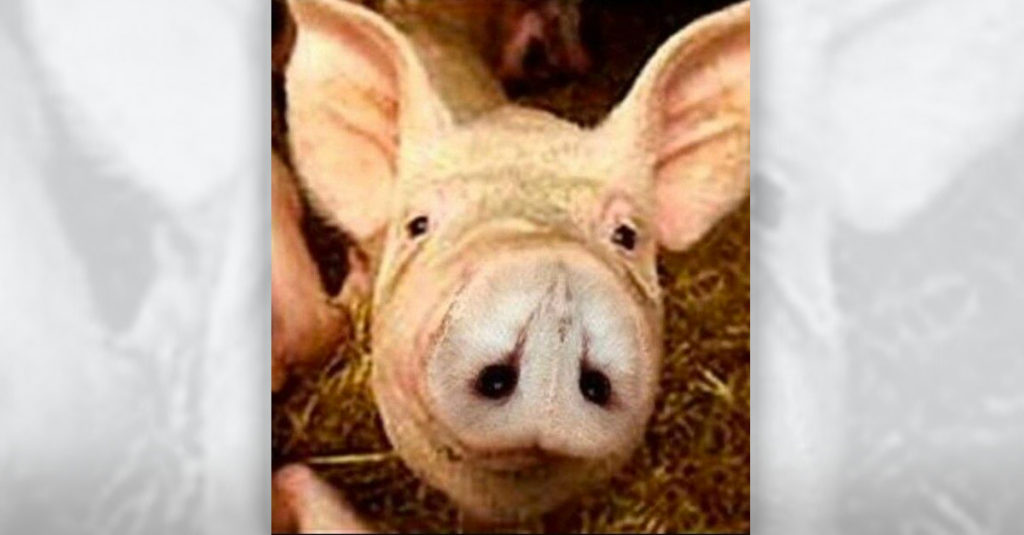 Pig Optical Illusions