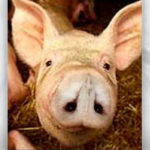 Pig Optical Illusions