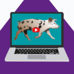 Pig Videos R Amazing!