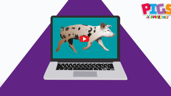 Pig Videos R Amazing!